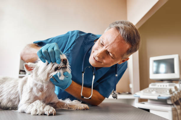 Best Emergency Wisdom Tooth Extraction in Bluffdale, UT